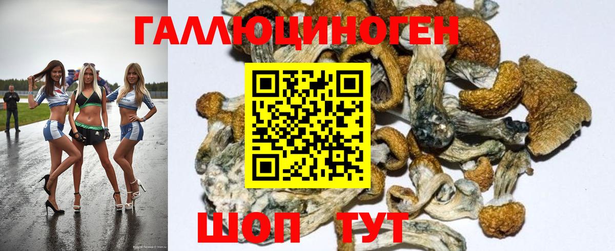 Галлюциногенные грибы Psilocybine cubensis  Вход с VPN  Кузнецк 